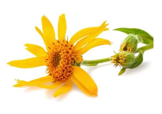 Depanten contine arnica de munte